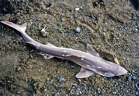 dogfish  sand shark