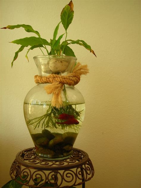 tips for fish weak easily 6