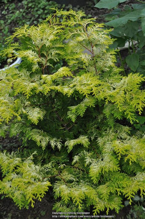 Photo Of The Entire Plant Of Golden Hinoki Cypress Chamaecyparis Obtusa Crippsii Posted By