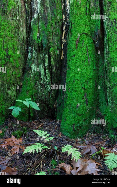 Western Red Cedar Tree Trunk Hi Res Stock Photography And Images Alamy