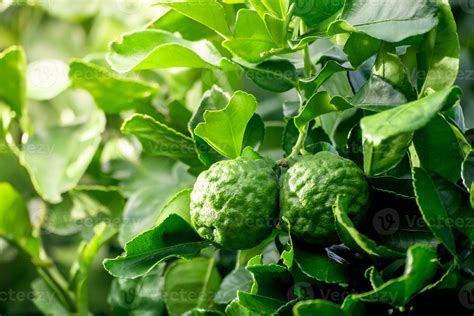 Fresh green bergamot fruit hanging from branch. bergamot tree garden and healthy food concept ...