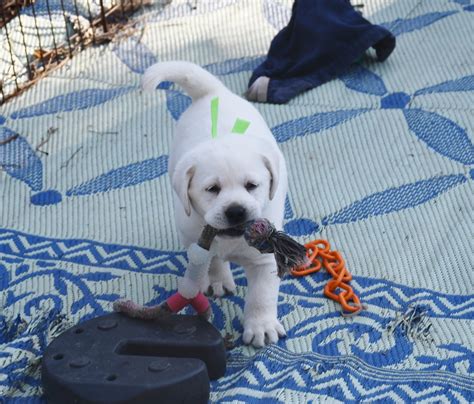 White Lab Puppies 1 Amazing White Labs English White Lab Puppies