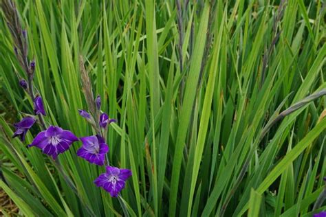 Free Images Nature Field Meadow Prairie Food Spring Herb