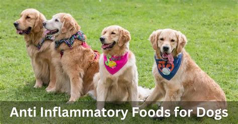 Anti Inflammatory Foods for Dogs: A Canine Wellness Guide - NobleAmusement