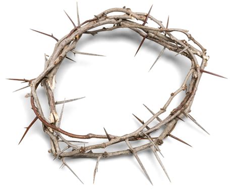 Free Crown Of Thorns PNG Images, Transparent Rose Thorns Download ...