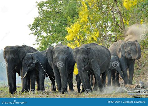 Asian Elephant Herd stock image. Image of indian, group - 2216437