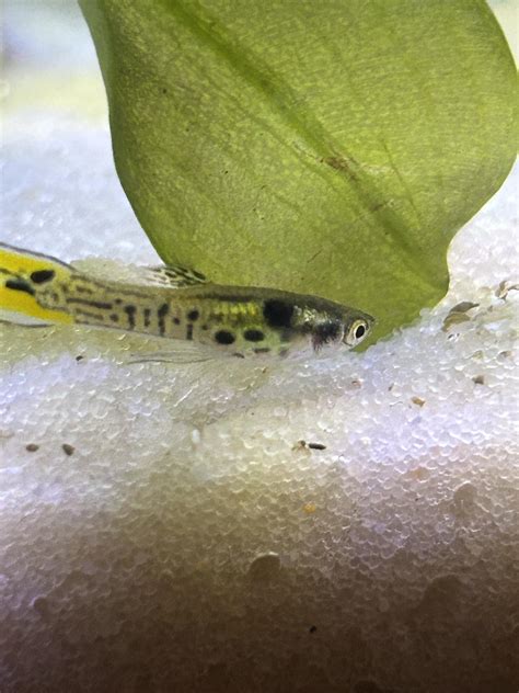 Adding fish to a school : r/Aquariums