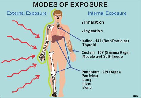 Overview Radiation In The Body Public Health 199 Unique Hazards Of