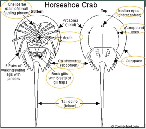 Week 6 Arthropoda Flashcards Quizlet