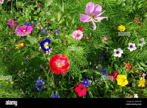 Splendeur florale Banque de photographies et dimages à haute