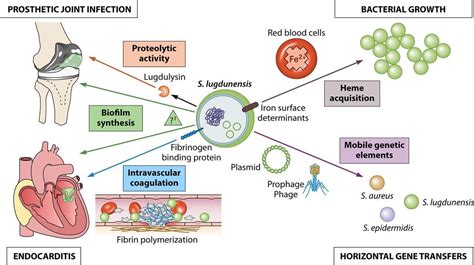 Staphylococcus Lugdunensis An Overview Microbe Notes