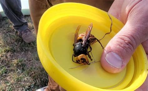 Sex Pheromone Traps May Help Us Stop The Spread Of ‘murder Hornets Fox8 Wghp