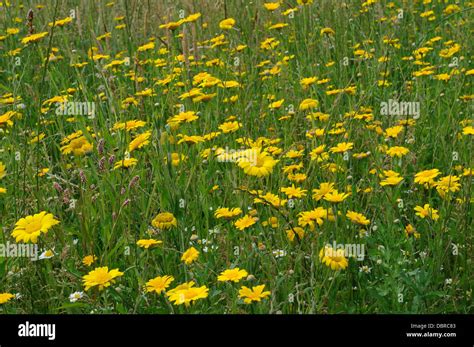 Chamomile Flowers Fotograf As E Im Genes De Alta Resoluci N Alamy