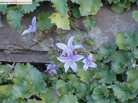 Campanula Tommasiana