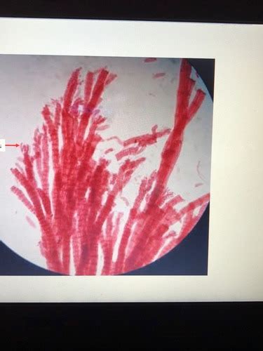 Bio 2 Lab Quiz 2 On Structures Flashcards Quizlet