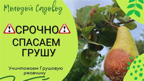Болезни груши и их лечение | Спасаем Грушу от Ржавчины - YouTube