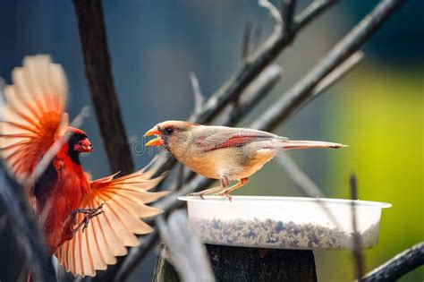 Male Northern Cardinal Approaching a Female on a Bird Feeder. Stock ...