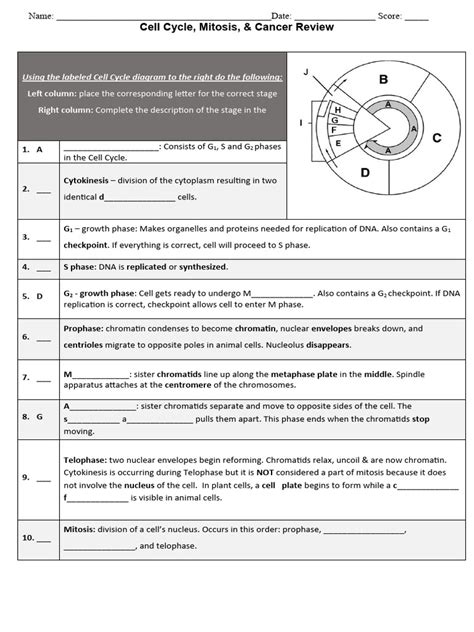 Cell Cycle Mitosis Worksheet Pdf Mitosis Cell Cycle