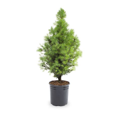 2 Quart Dwarf Alberta Spruce Feature Shrub In Pot L8449 At