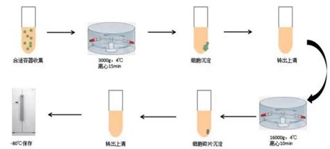 常见医学样品rna提取制备方法 百迈客生物