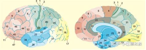 聊一聊Brodmann大脑皮层分区 知乎