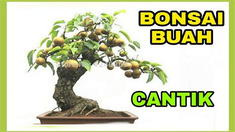 Cara Membuat Tanaman Bonsai Jambu Biji