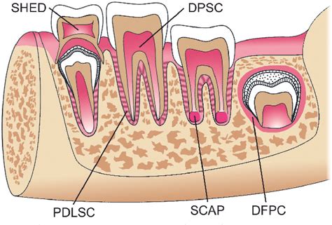 Figure 2 From Dental Stem Cells Characteristics And Potential