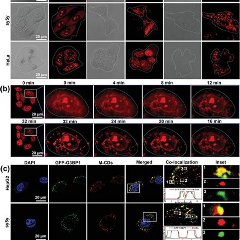 A Confocal Images Of Hepg Cells Sy Y Cells And Hela Cells Exposed To