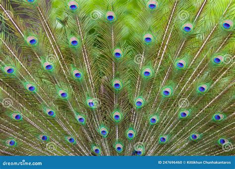 Textura Y Fondo Del Pavo Real O Pavo Cristatus En Un Bosque Parque