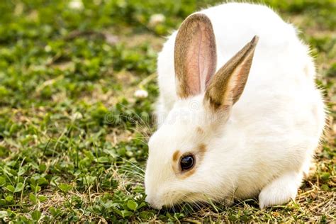 Cuniculus Branco Pequeno Bonito Do Oryctolagus Do Coelho Que Senta Se