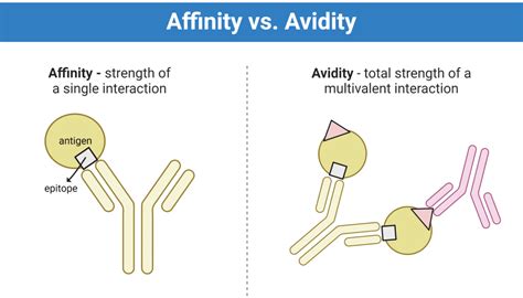 Antibody Affinity, Avidity - Single vs Multivalent Interaction