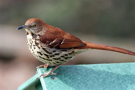 All About Birds: Brown Thrasher