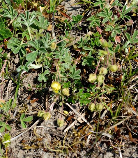 Grå Potentil Potentilla X Subarenaria Naturbasen