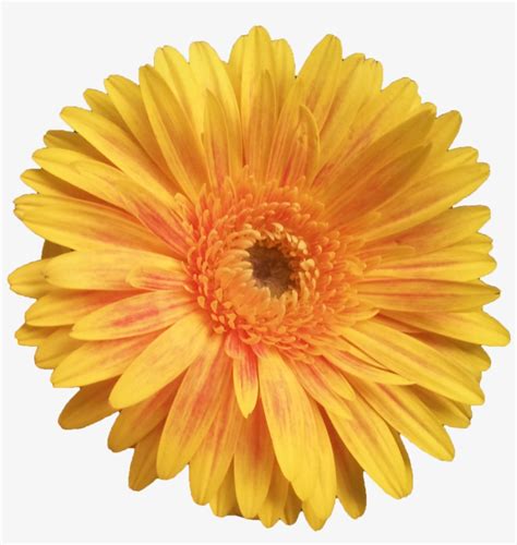 Fondo De Flores Tumblr Png - Yellow Flowers Clear Background PNG Image | Transparent PNG Free ...