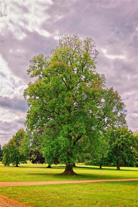 Premium Photo | Big old maple tree in the park of audley end house in