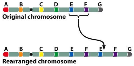 Module Basic Genetics And Biochemistry Of Inheritance Flashcards