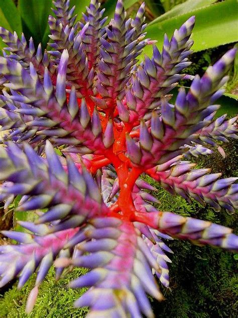 bromeliad pink and purple | Bromeliads, Cactus plants, Bonsai plants