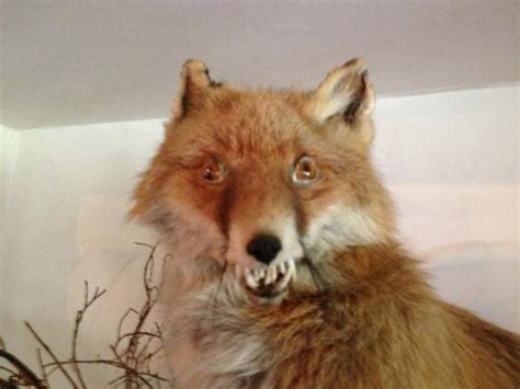 Create Meme Fox Taxidermist Fox Pictures Meme Arsenal