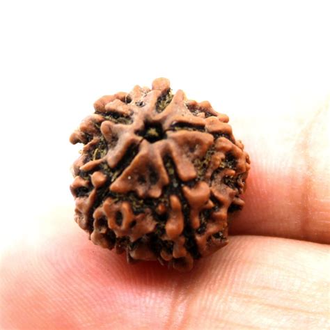 Certified 5 Mukhi Five Face Natural Real Rudraksha Karizma Jewels