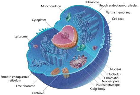 Eukaryotic And Prokaryotic Cells Lysosomes