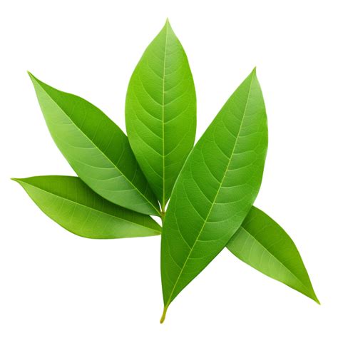 AI generated Mango leaf clip art 40216916 PNG