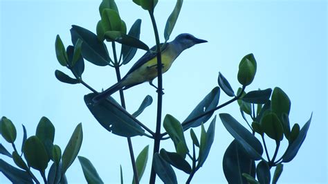 Foto Suiriri Tyrannus Melancholicus Por Belgrano Rekowsky Wiki Aves