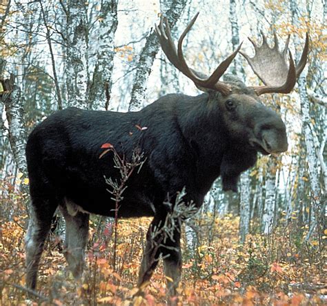 The World's Largest Deer - Sweeney Feeders in Texas