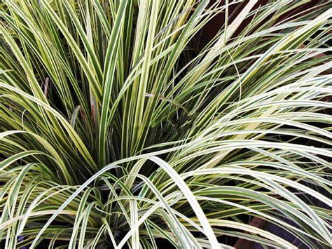 Купить семена Кортадерия Cortaderia Silver Stripe в Москве: доставка ...