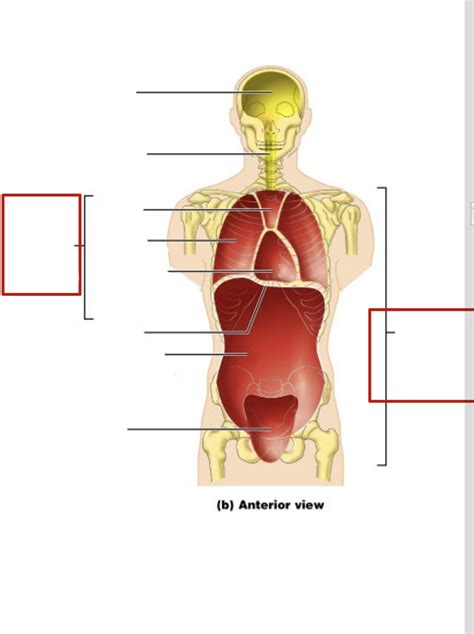 Ventral Body Cavity Diagram Quizlet