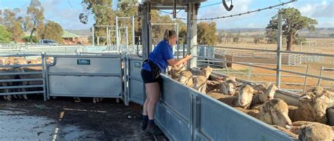 Proway Sheep Yards And Bulk Handler Williams Wa