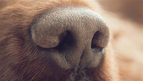 Dog Nose Anatomy Explained By Vet - Happiest Dog