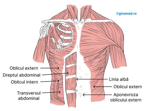 Sistemul Muscular Biologie Barron S Ginamed