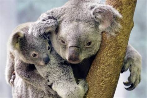 Australia sacrifica a 700 koalas por problemas de superpoblación