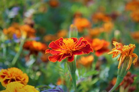 The Benefits Of Marigold Tagetes In Your Garden Dengarden